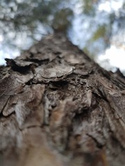 Bark on the trunk of a tree
