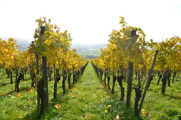 Naklejka premium ぶどう畑