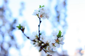 White cherry flowers on a branch