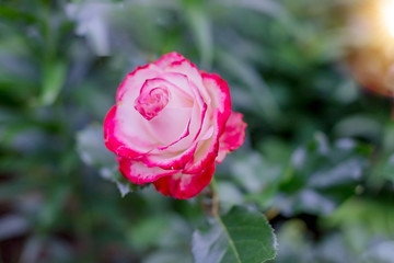 Pink Rose Blooming in Garden.Summer blossoming delicate roses on green background. festive background, pastel, floral card.