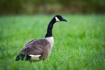 Close up portrait of canadian goose in the wild