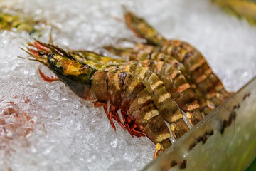 Large prawn or shrimp displayed on ice for sale at a hawker stall, in Singapore
