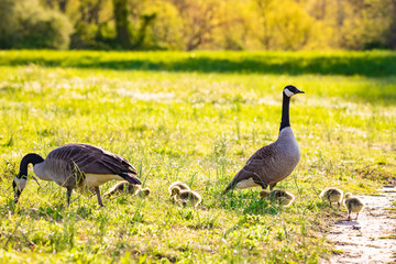 Cute baby canadian gosling birds in the wild at spring