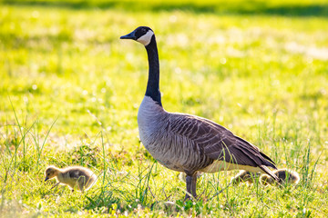 Cute baby canadian gosling birds in the wild at spring