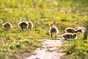 Cute baby canadian gosling birds in the wild at spring