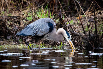 Great blue heron in swamp alone in spring