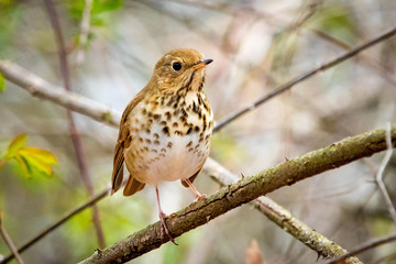 Cute Hermit Thrush bird close up portrait