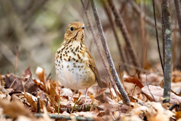 Cute Hermit Thrush bird close up portrait