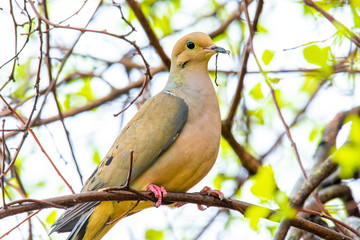 Cute mourning dove portrait close up in spring