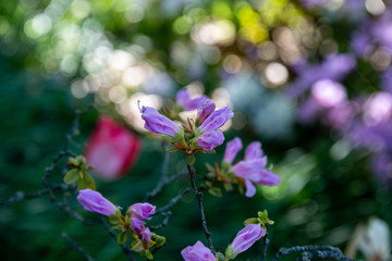 Petal of blooming plant in spring
