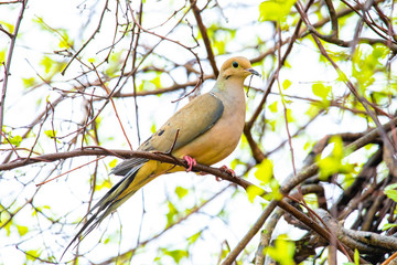 Cute mourning dove portrait close up in spring