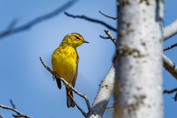 Cute palm warbler portrait close up in spring