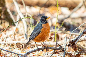 Cute robin bird close up portrait in spring