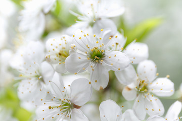 Cherry blossom close-up with yellow stamens. White cherry blossom branch with bokeh effect. Spring cherry twigs with blooming white flowers and green leaves.