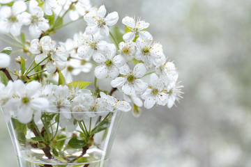 Beautiful cherry blossom close-up in a glass vase. Luxury white cherry blossom branch with bokeh effect. Spring cherry twigs with blooming white flowers. Background with blooming flowers.