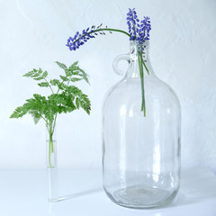 A small bouquet of blue Muscari flowers in a large transparent glass bottle with a round handle. Grape Hyacinth, Muscari blue spring meadow flowers. Forest grass in a glass flask.
