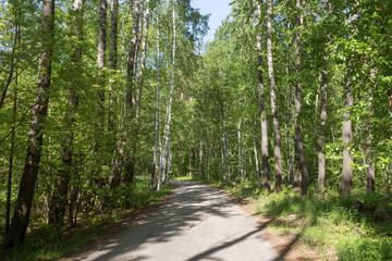Fototapeta na wymiar Road in woods among trees on a sunny day.