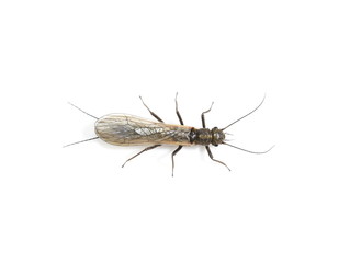 Stonefly plecoptera insect isolated on white background