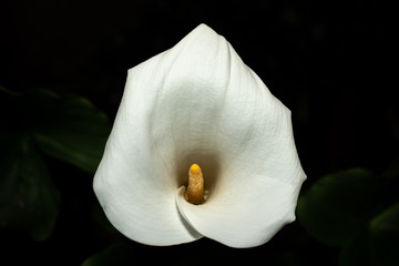 Fototapeta na wymiar flor de cala o cartucho