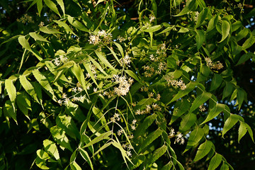 Fototapeta na wymiar Azadirachta indica, commonly known as neem, nimtree or Indian lilac