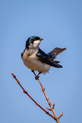 Cute tree swallow bird close up portrait in spring