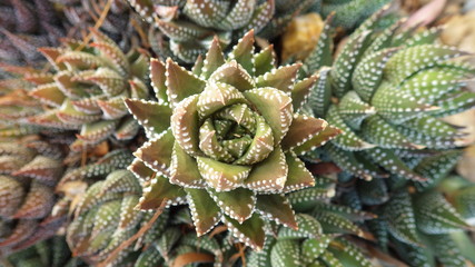 Overhead photo of cactus and its beautiful shape
