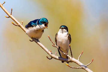 Cute tree swallow birds couple mating close up portrait in spring
