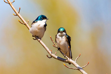 Obraz premium Cute tree swallow birds couple mating close up portrait in spring