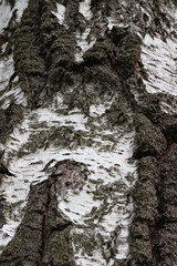 Fototapeta na wymiar Bark of a birch tree.