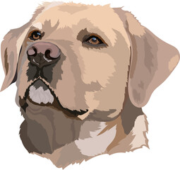 Golden Labrador Retriever Head Vector Illustration