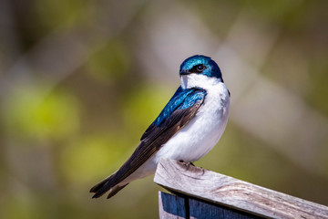 Cute tree swallow bird close up portrait in spring