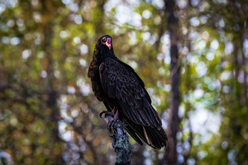 Large turkey vulture portrait close up in summer sun