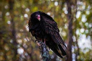 Large turkey vulture portrait close up in summer sun