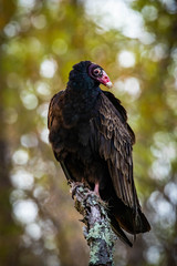 Large turkey vulture portrait close up in summer sun