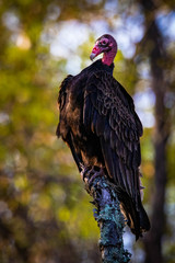 Large turkey vulture portrait close up in summer sun