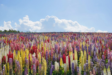 Lupinus, lupin, lupine field with colorful flowers under the blue sky . Bunch of lupines summer...
