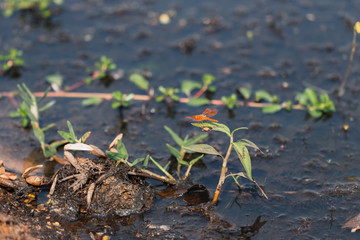 Close up view and copy space. Red dragonfly spreading its wings perched on aquatic plants edge of swamp.