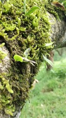 moss on tree
