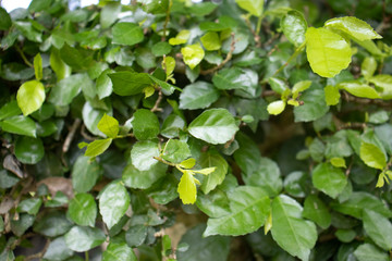 green leaves background