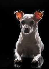 Concept of dramatic lighting in photography class, a portrait of small breed dog in a black...