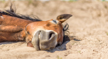 The horse lies on the ground with his eyes closed.