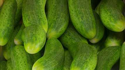 fresh cucumbers in the market