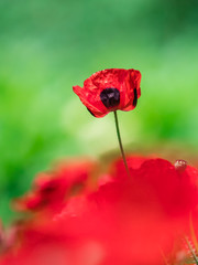 Obraz premium ポピー poppy