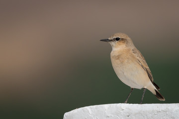 robin 