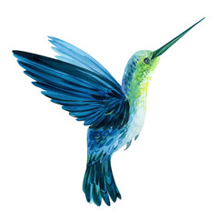 little bird, a hummingbird on an isolated white background, watercolor, hand drawing