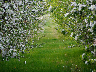 white flowers on blooming apple trees in the garden