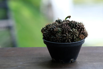 cantus in pot on wood table background