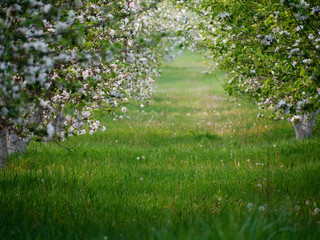 white flowers on blooming apple trees in the garden