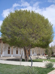 Beautiful Green Tree in Uzbekistan - I went to Uzbekistan in 2013 on a group pleasure trip.  This is the picture of a beautiful green tree in front of the Hazrat Bahauddin Naqshband's mausoleum.