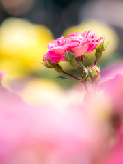 Obraz premium バラ rose